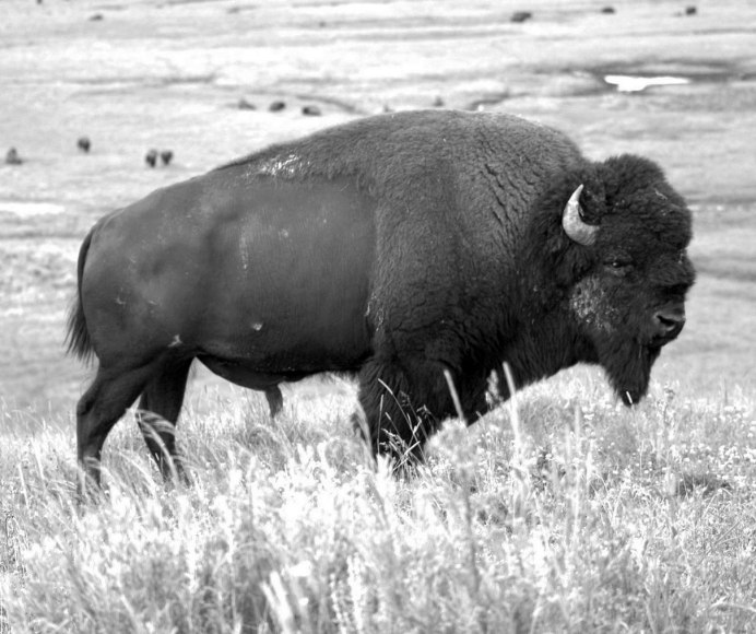 Овцебык альбинос