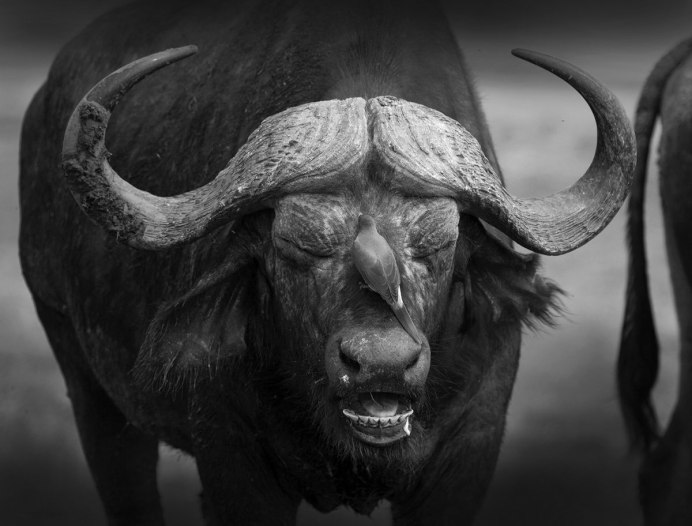 Дункан буйвола