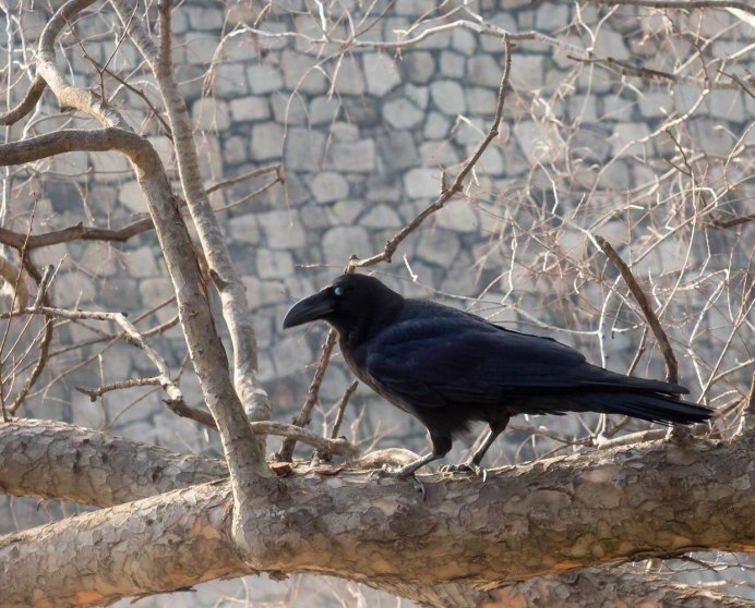 Домашние птицы ворона