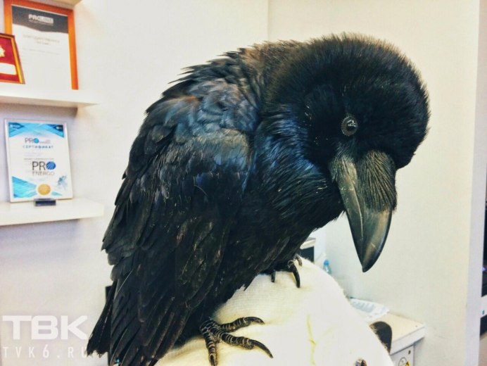 Ворон домашнее животное