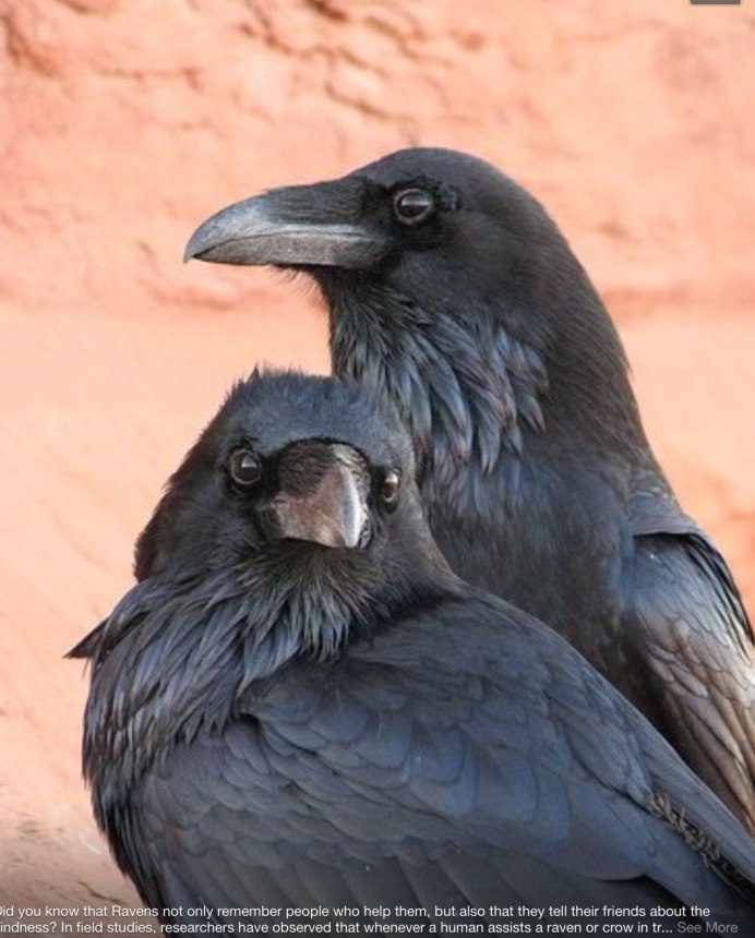 Огромная ворона