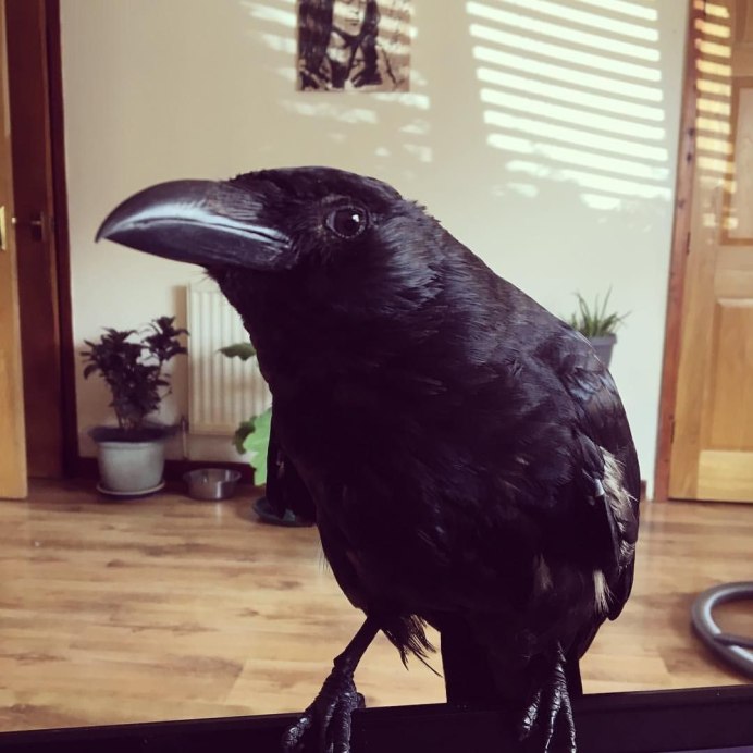 Домашняя ворона