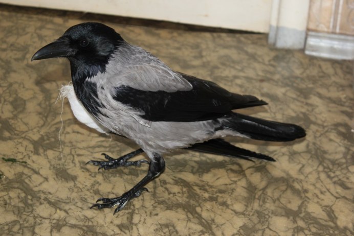 Домашняя ворона