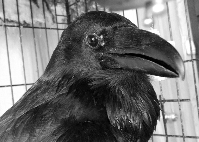 Дом ворона Анна Мирович