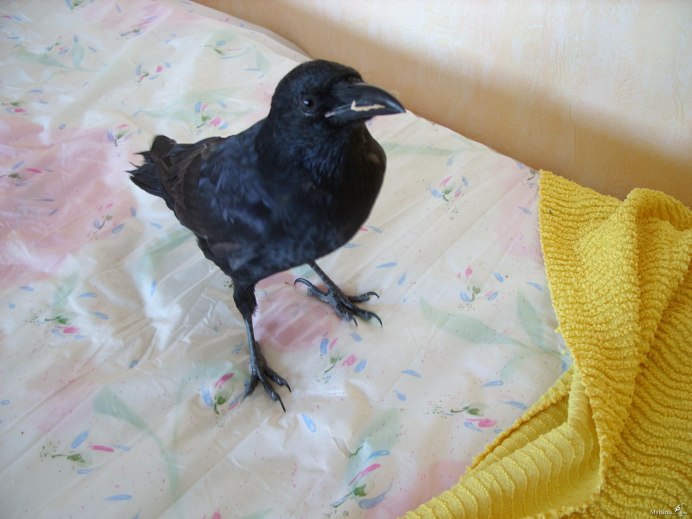 Ручная ворона