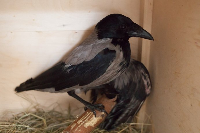 Умная ворона