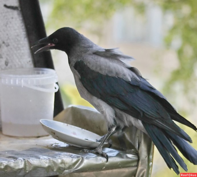 Лесной ворон