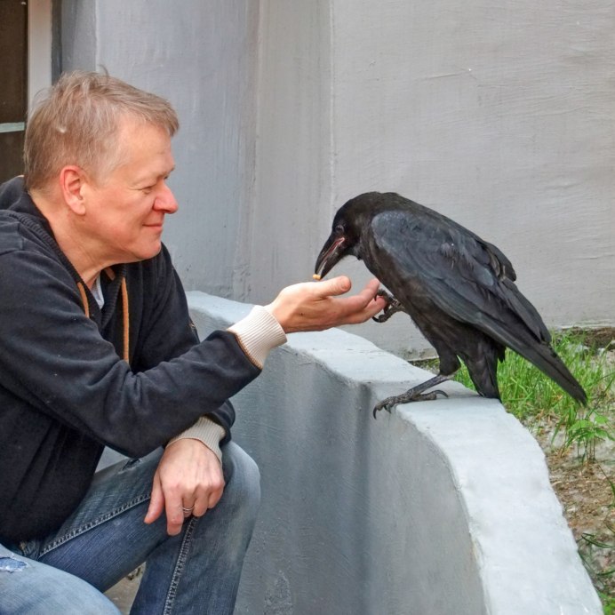 Домашняя ворона