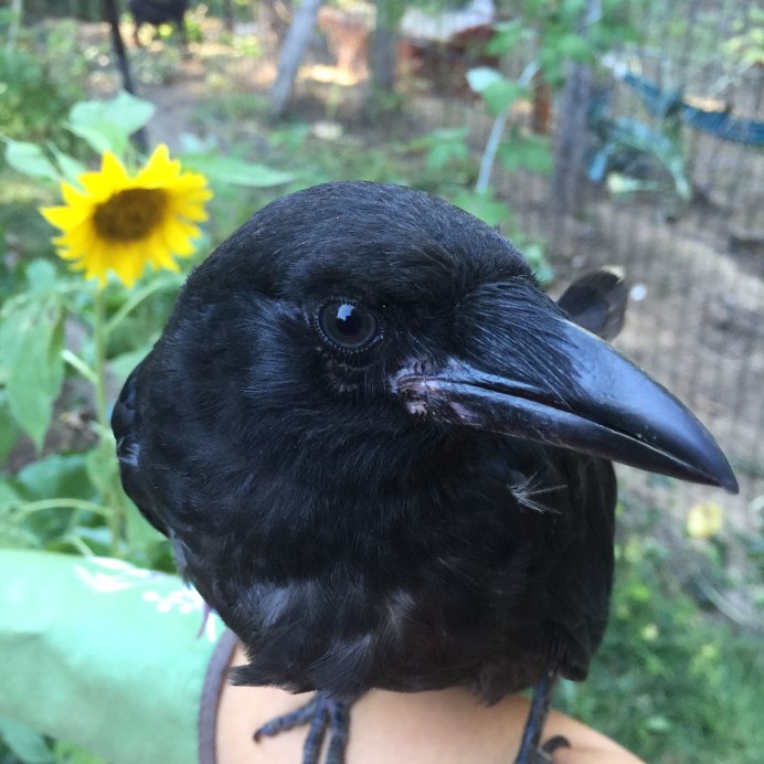 Домашняя ворона