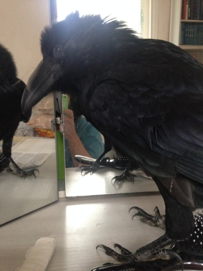 Домашний ворон