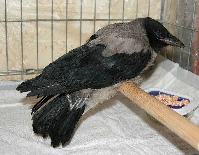 Домашний ворон