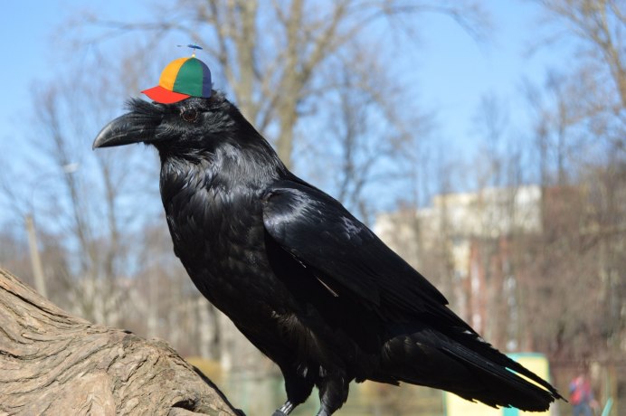 Домашняя ворона