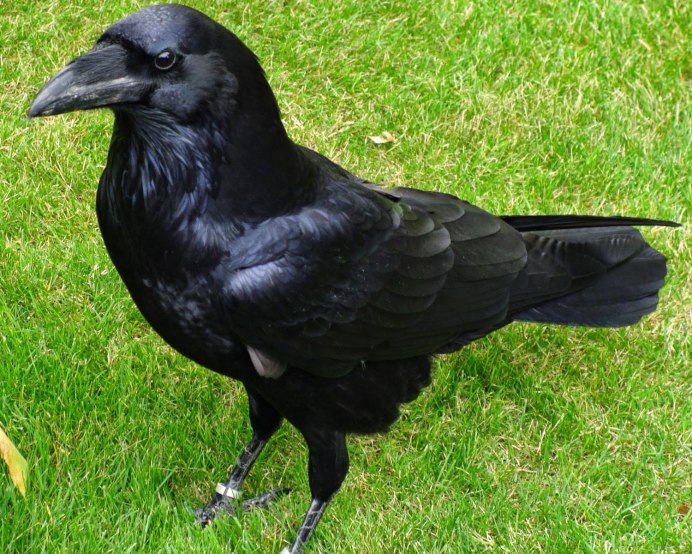 Домашний ворон