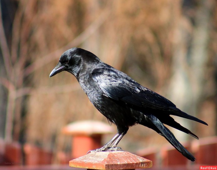 Домашний питомец ворона