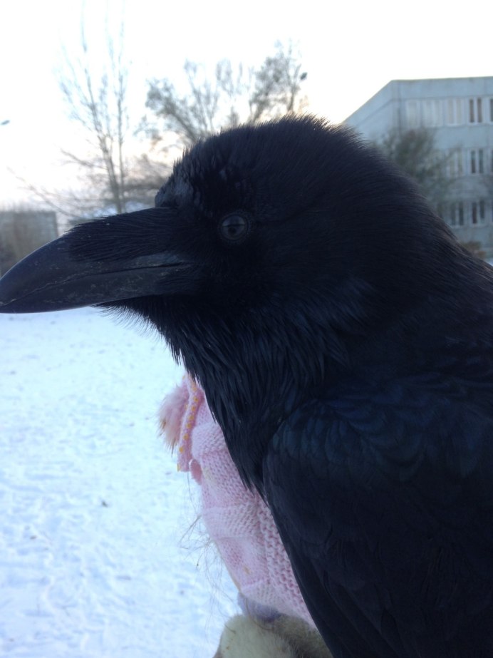 Домашний ворон