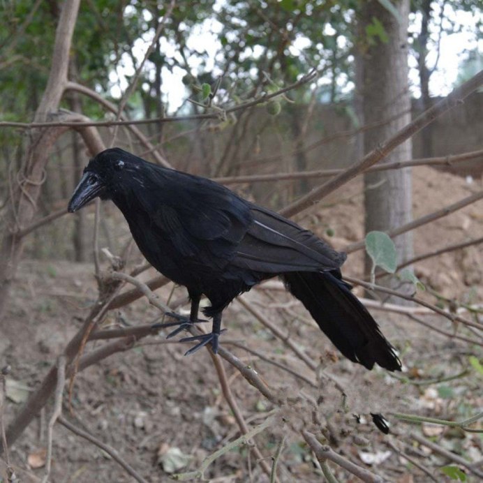 Ручной ворон