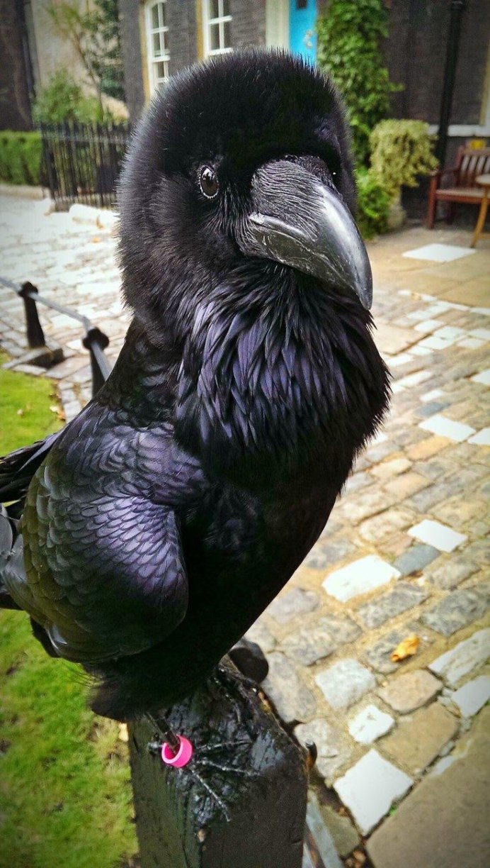 Пальмовый ворон