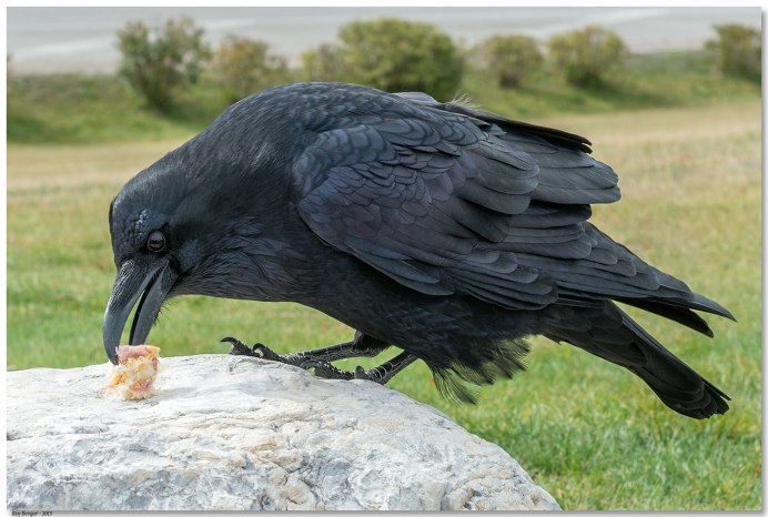 Размер вороны