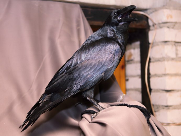 Домашняя ворона