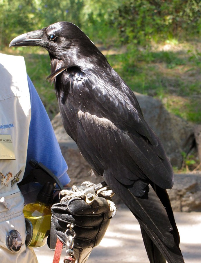 Ворона домашняя черная