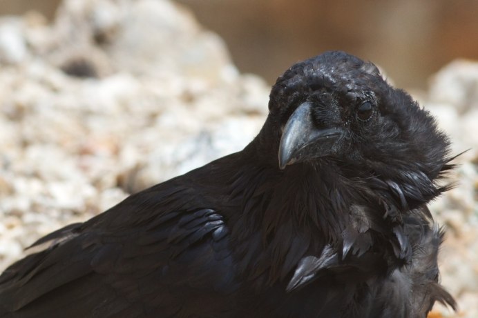 Ворон домашний питомец
