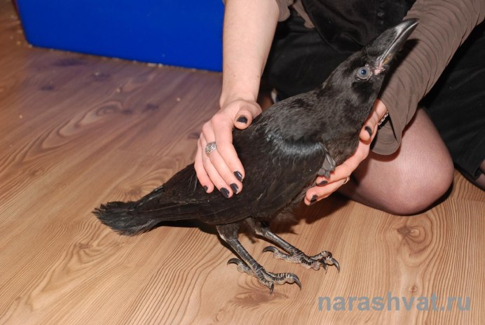 Ворон на кресте