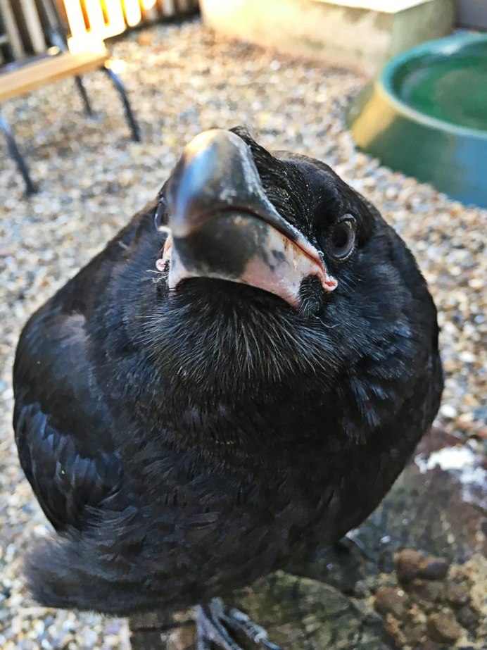 Домашним Воронята