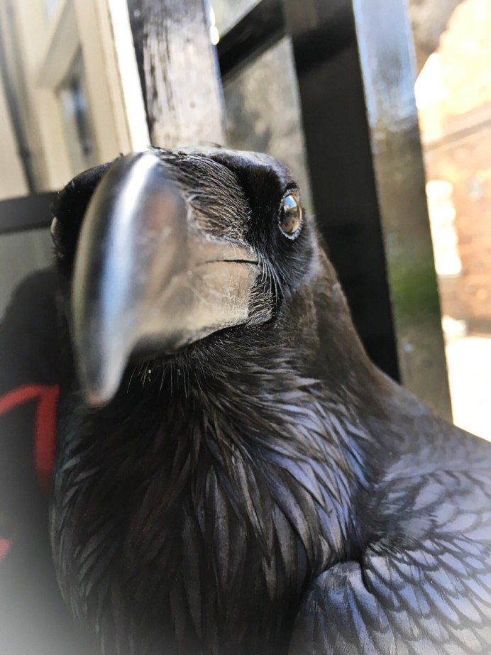 Ручной ворон