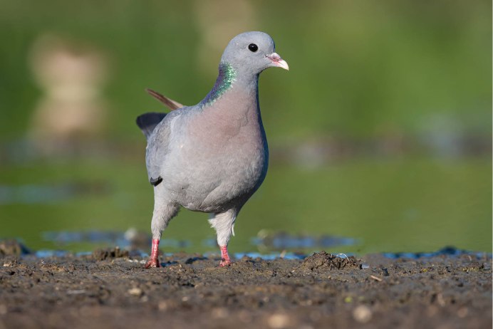 Клинтух (Columba Oenas). Птицы Сибири