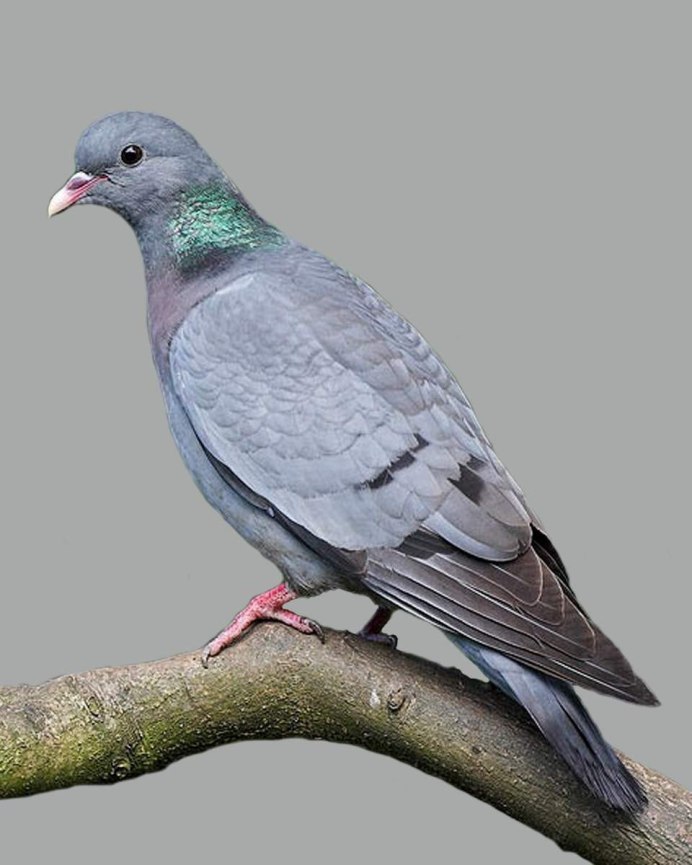 Mourning dove птица