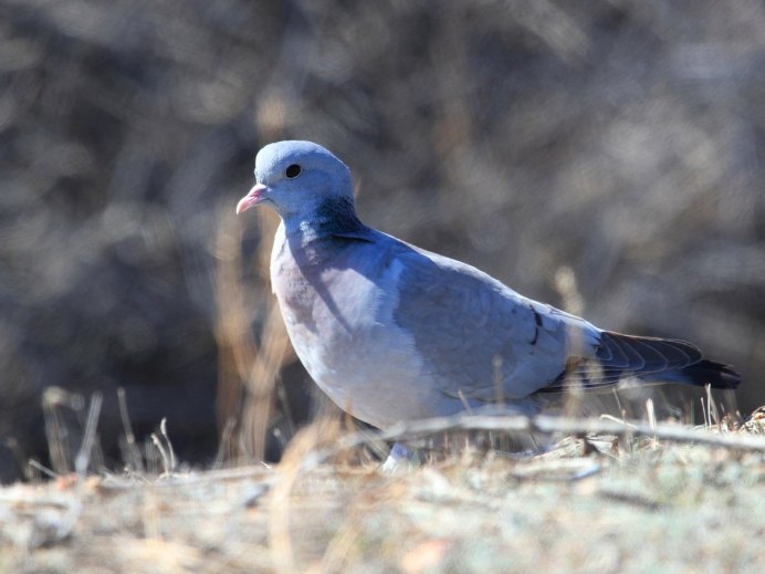 Клинтух (Columba Oenas)