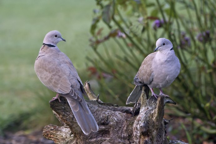 Columba Livia