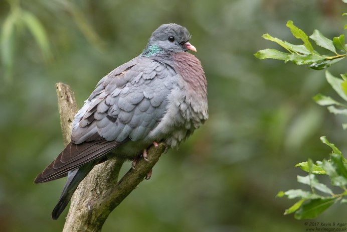 Клинтух (Columba Oenas). Птицы Сибири