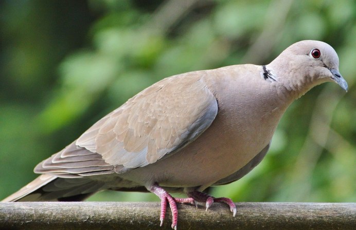 Клинтух (Columba Oenas)