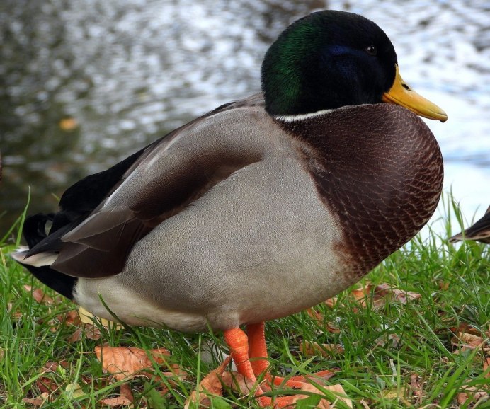 Большой крохаль Mergus Merganser