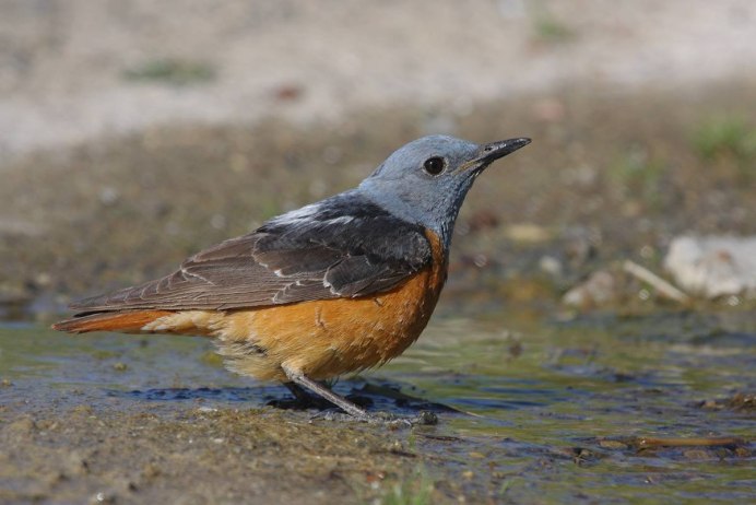 Дрозд-деряба (turdus viscivorus)