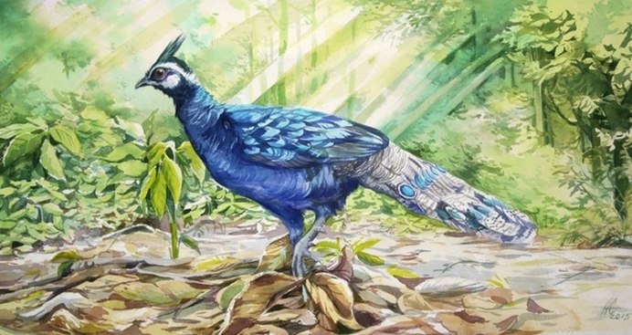 Фазан из руки рисунок