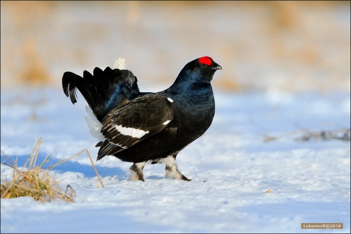 Каменный Глухарь (Tetrao parvirostris)