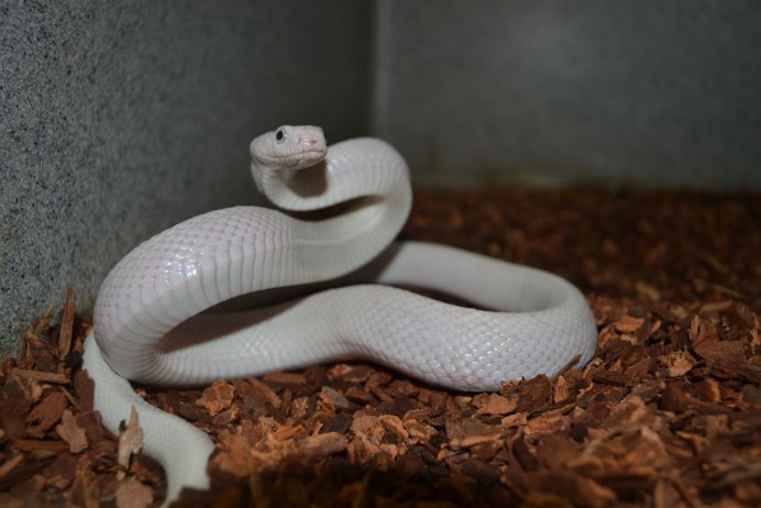 Королевский питон Albino