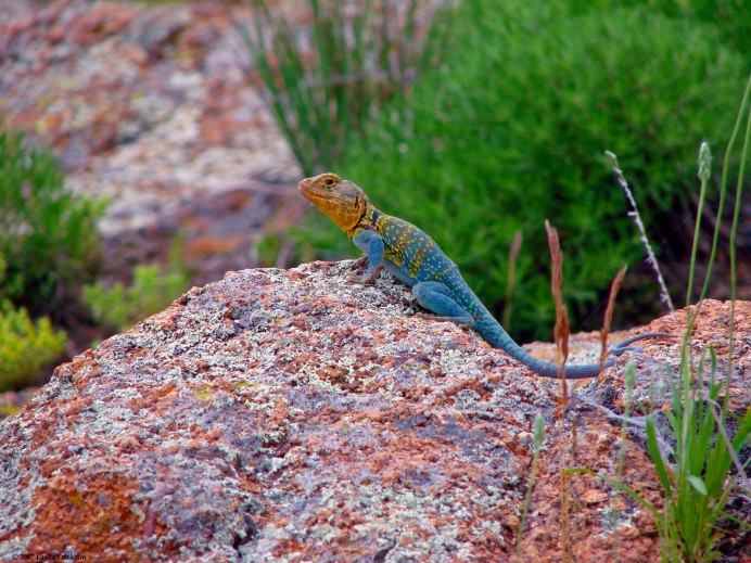Ящерицы (Crotaphytus collaris