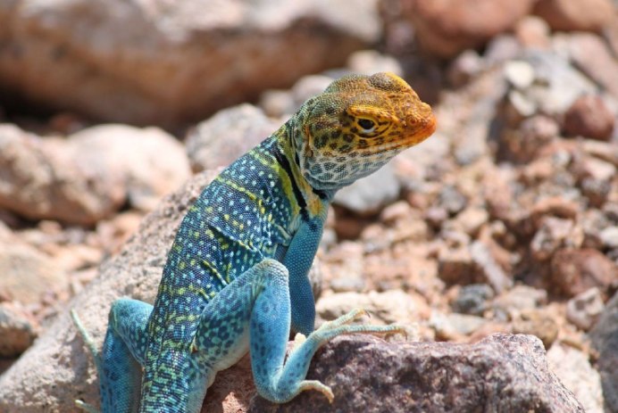Ошейниковая игуана (Crotaphytus collaris)