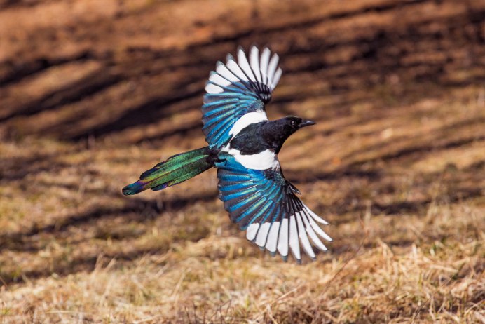 Pica hudsonia американская сорока
