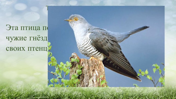 Дрозд Свэнсона 1 (Catharus ustulatus)