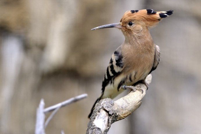 Удод Дальневосточный