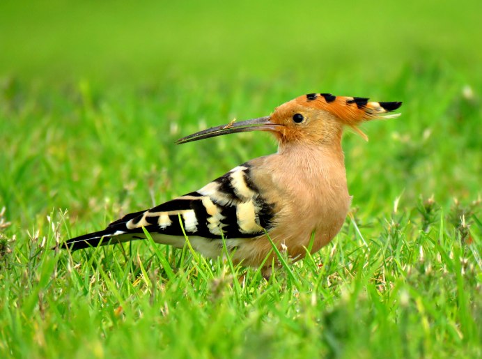 Птица с длинным носом