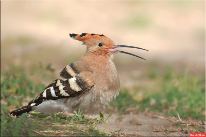 Удод обыкновенный
