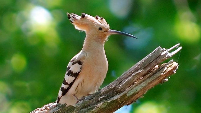 Хохлатая Дикая утка крохаль