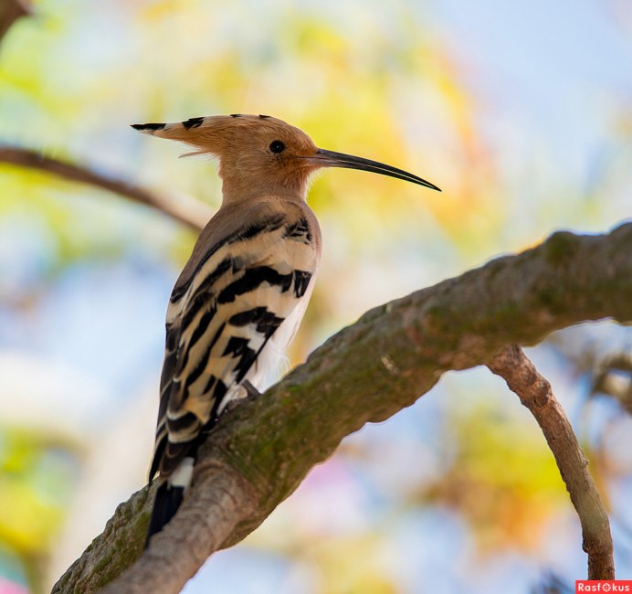 Удод и дятел