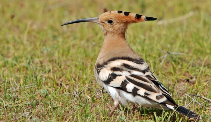 Удод в России