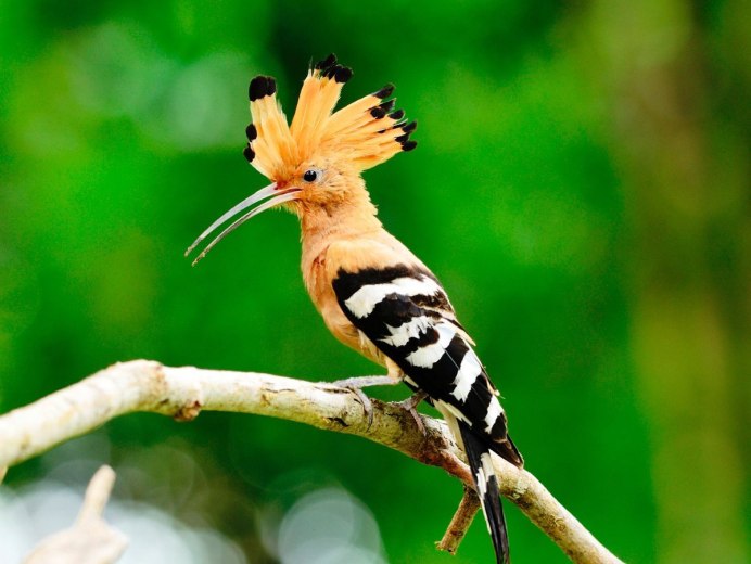 Удод Беларусь